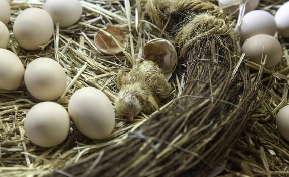 Chick being born in nest of eggs, life and nature