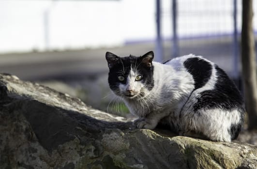 Abandoned street cats, stray animals, pets
