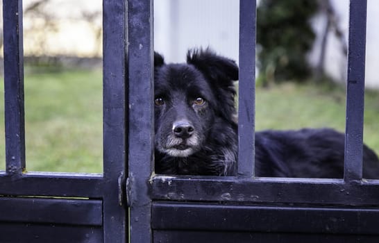 Dog locked in cage, abandoned animals pets
