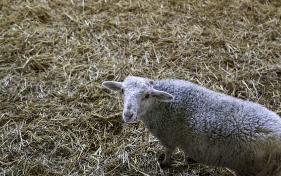 Flock of sheep in field, farm and domestic animals