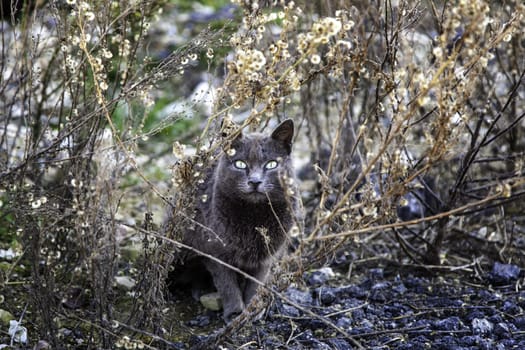Abandoned street cats, stray animals, pets
