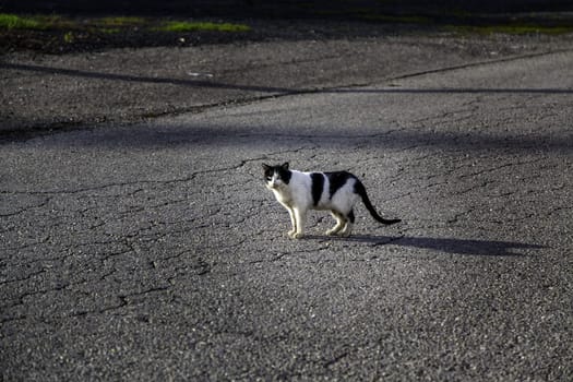 Abandoned street cats, stray animals, pets
