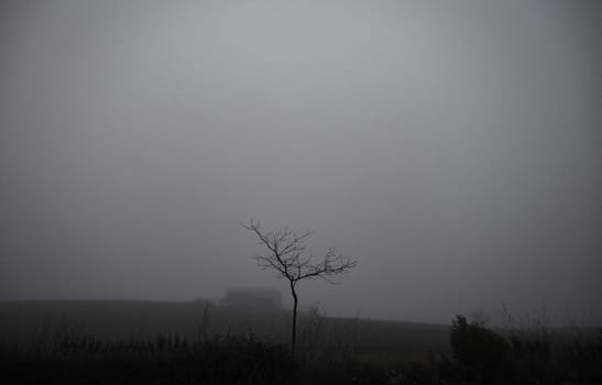 Tetric tree in natural landscape, dark and gloomy