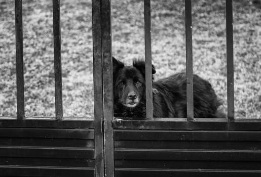 Dog locked in cage, abandoned animals pets