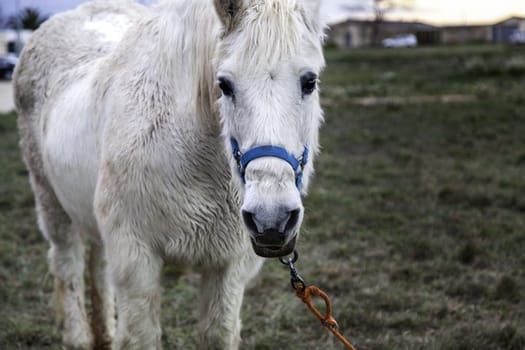 Horses in stable wild mammals, equestrian horse riding