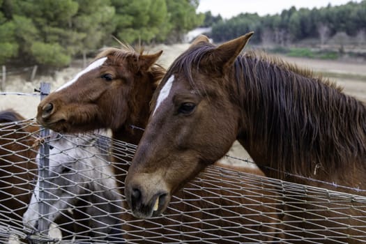 Horses in stable wild mammals, equestrian horse riding
