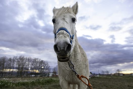 Horses in stable wild mammals, equestrian horse riding