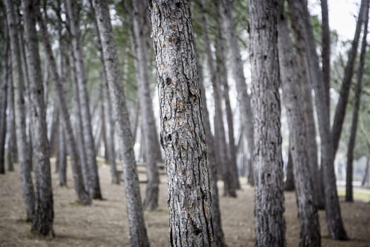 Deep forest detail in nature, shadow in summer day
