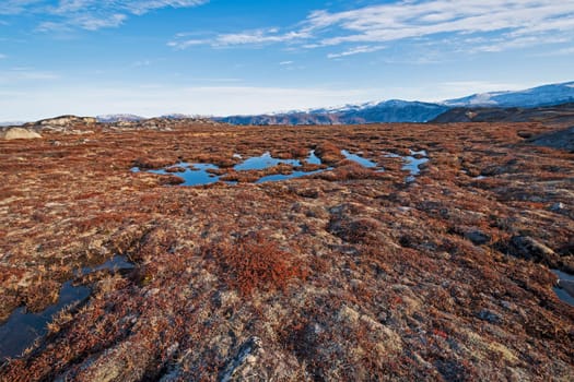 Wetlands in the High Arctic in Fall Near Eqip Sermia in Greenland