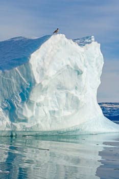 Seagull Perched on an Iceberg Near Eqip Sermia in Greenland