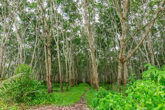 Rubber tree, Latex rubber, Plantation and tree rubber in southern Thailand