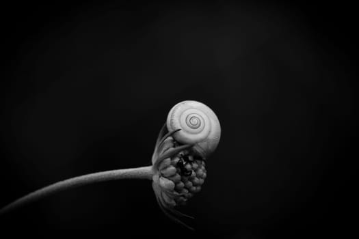 A small snail (Cepaea nemoralis) house clings to a plant