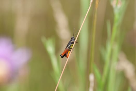 Common field grasshopper (chorthippus brunneus) holds to the stem of the plant. Young grasshopper in its natural habitat