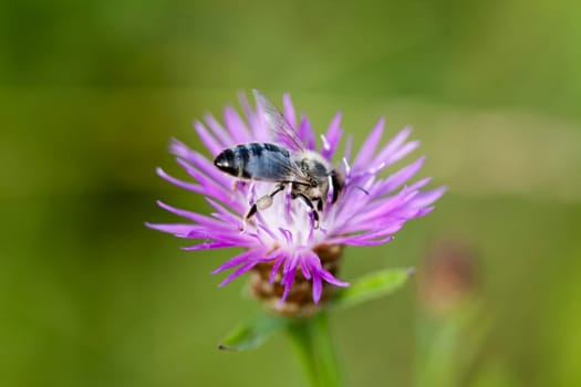 Close-up of a bee on a purple flower(Knautia arvensis-Field scabious)