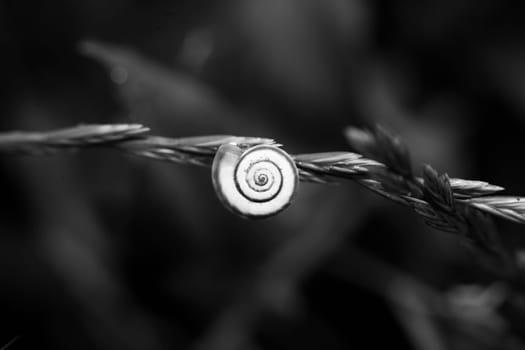 A small snail (Cepaea nemoralis) house clings to a plant
