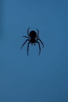 Silhouette of a spider on a blue background. He has eight legs. The upper part of the body differs from the lower.