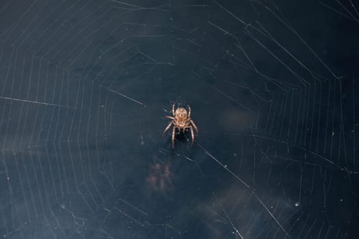 Close up of a brown spider. Eyes sharpened. Visible body hair
