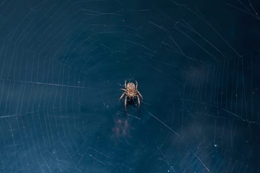 Close up of a brown spider. Eyes sharpened. Visible body hair
