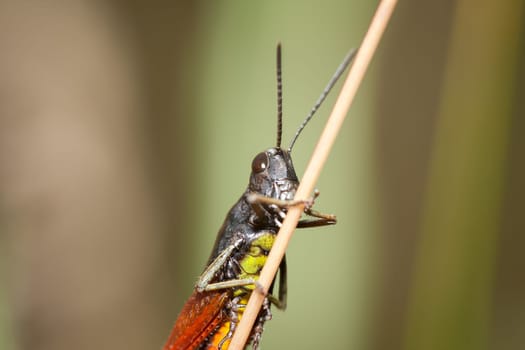Common field grasshopper (chorthippus brunneus) holds to the stem of the plant. Young grasshopper in its natural habitat