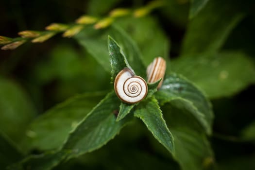 A small snail (Cepaea nemoralis) house clings to a plant