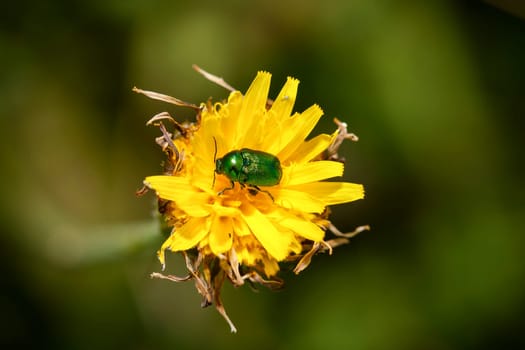 Shiny Green Beetle (Cetonia aurata) feastes from a dandelion