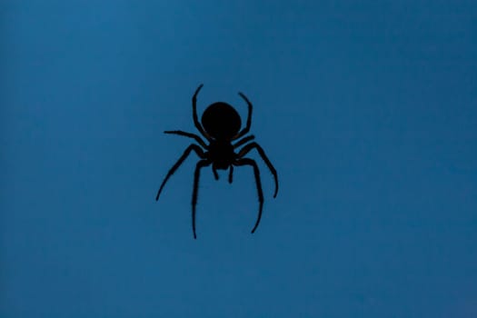 Silhouette of a spider on a blue background. He has eight legs. The upper part of the body differs from the lower.