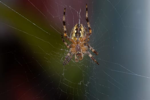 The lower part of the spider. The spider is orange-yellow with black stripes. He has eight legs. Around him is a net on which he stands.
