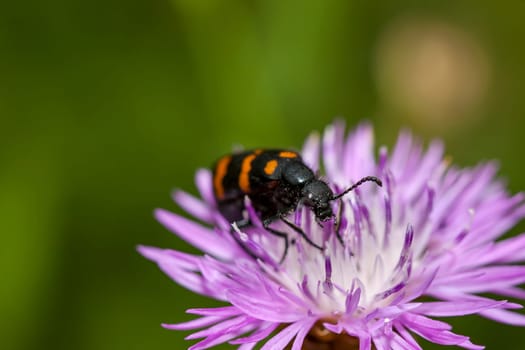 Castiarina beetle feeds on a purple flower