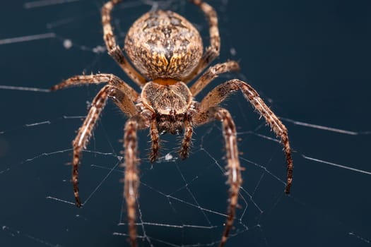 Close up of a brown spider. Eyes sharpened. Visible body hair
