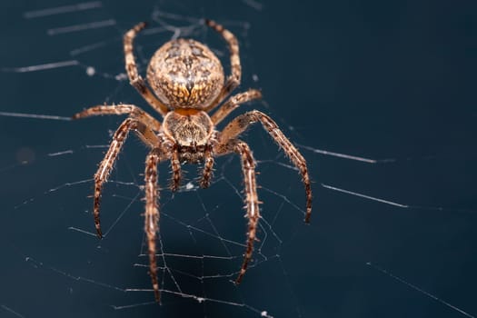 Close up of a brown spider. Eyes sharpened. Visible body hair