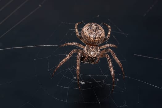 Close up of a brown spider. Eyes sharpened. Visible body hair