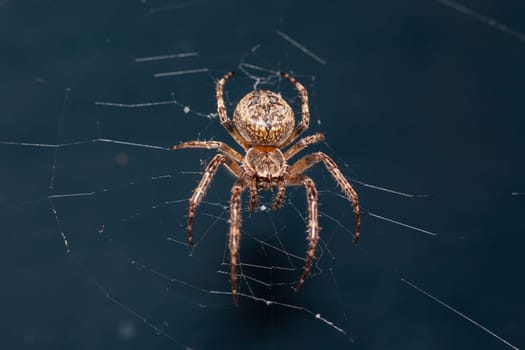 Close up of a brown spider. Eyes sharpened. Visible body hair