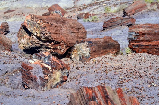 Petrified wood trees in the Petrified Forest Arizona