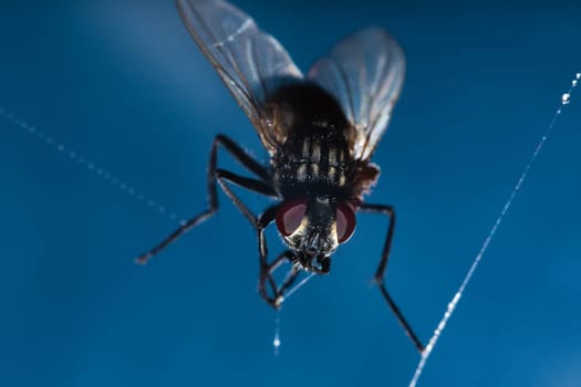 A domestic fly caught in a spider web on a blue background..