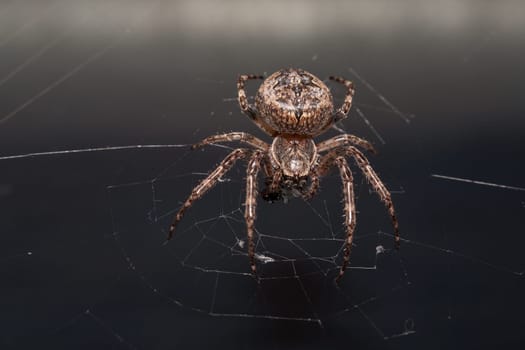 Close up of a brown spider. Eyes sharpened. Visible body hair