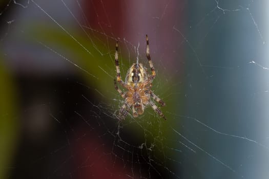 The lower part of the spider. The spider is orange-yellow with black stripes. He has eight legs. Around him is a net on which he stands.