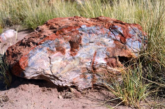 Petrified wood in the Petrified Forest Arizona