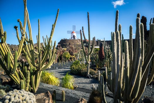 Tropical cactus garden in Guatiza village, Lanzarote, Canary Islands, Spain