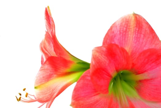 Amaryllis, flower in a closeup