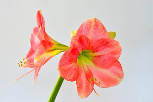 Amaryllis, flower in a closeup
