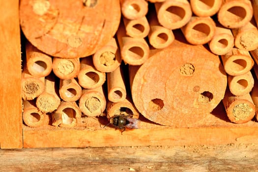 male orchid bee in spring at an insect hotel in Germany