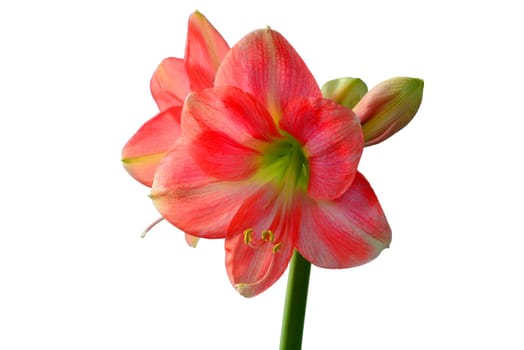 Amaryllis, flower in a closeup