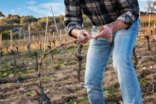Close-up of a winegrower hand. Tying the new branch to the iron wire after pruning. Traditional agriculture. Winter pruning, Guyot method.