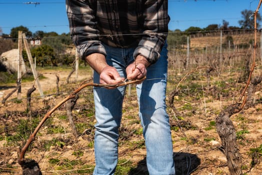 Close-up of a winegrower hand. Tying the new branch to the iron wire after pruning. Traditional agriculture. Winter pruning, Guyot method.