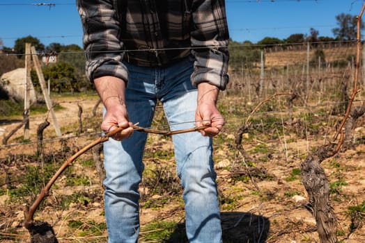 Close-up of a winegrower hand. Tying the new branch to the iron wire after pruning. Traditional agriculture. Winter pruning, Guyot method.