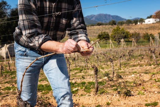 Close-up of a winegrower hand. Tying the new branch to the iron wire after pruning. Traditional agriculture. Winter pruning, Guyot method.