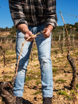 Close-up of a winegrower hand. Tying the new branch to the iron wire after pruning. Traditional agriculture. Winter pruning, Guyot method.
