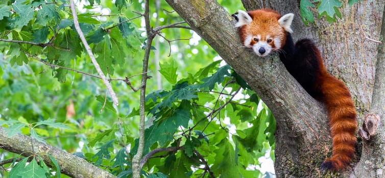 Red panda - Ailurus Fulgens - portrait. Cute animal resting lazy on a tree, useful for environment concepts.