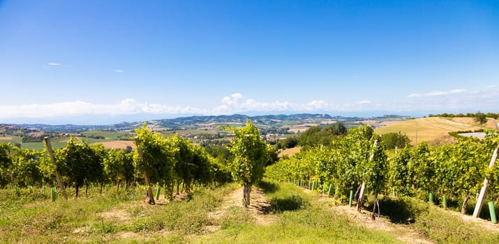 Barbera vineyard in Piedmont - Piemonte - region, Italy. Countryside landscape in Langhe area.
