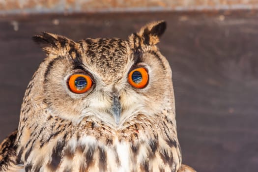 Funny owl portrait looking at camera. Wildlife bird outdoors.